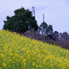 マザー牧場の菜の花とケータイ基地局