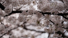 清澄公園付近の桜