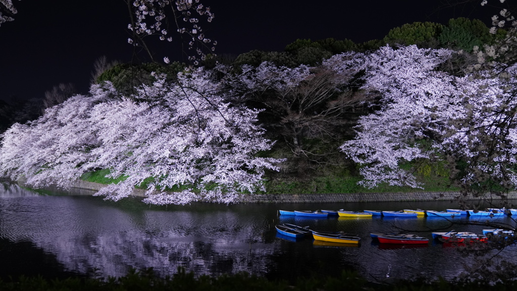 千鳥ヶ淵夜桜、反射編2