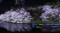 千鳥ヶ淵夜桜、反射編2