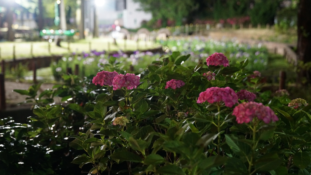 梅雨入り直前の紫陽花：しょうぶ沼公園