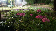 梅雨入り直前の紫陽花：しょうぶ沼公園