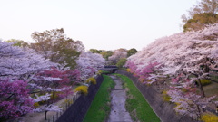 昭和記念公園の桜、ライトアップ会場移動途中