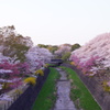 昭和記念公園の桜、ライトアップ会場移動途中