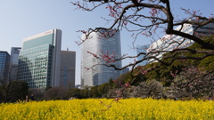 菜の花と梅コラボ/浜離宮