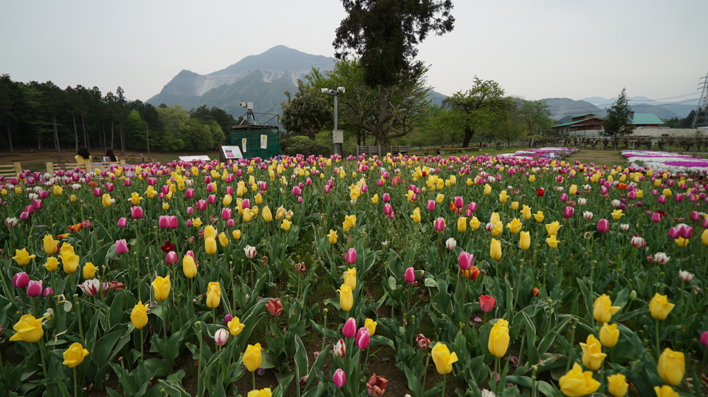 羊山公園内のチューリップと芝桜