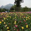 羊山公園内のチューリップと芝桜