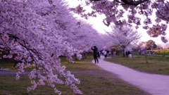 満開桜のトンネル/権現堂公園