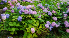 色鮮やか紫陽花：隅田公園にて
