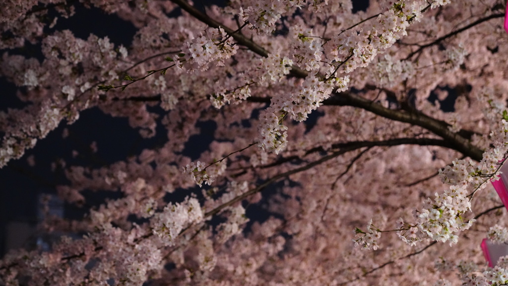 目黒川夜桜、さくらの日