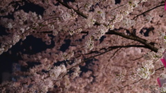 目黒川夜桜、さくらの日