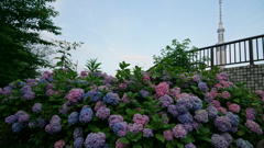 紫陽花とスカイツリーのコラボレーション：隅田公園にて