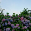 紫陽花とスカイツリーのコラボレーション：隅田公園にて