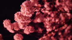 ライトアップ桜、清澄公園付近にて