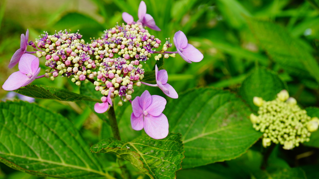 ハート型の紫陽花を発見