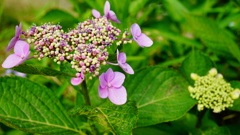 ハート型の紫陽花を発見