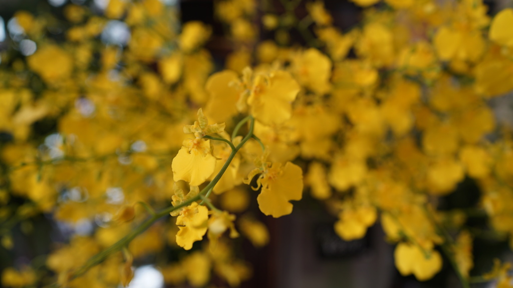 オンシジューム　#花