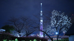スカイツリーと桜開花日のコラボ
