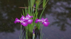 酔美人・しょうぶ沼公園