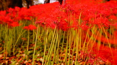 権現堂の彼岸花
