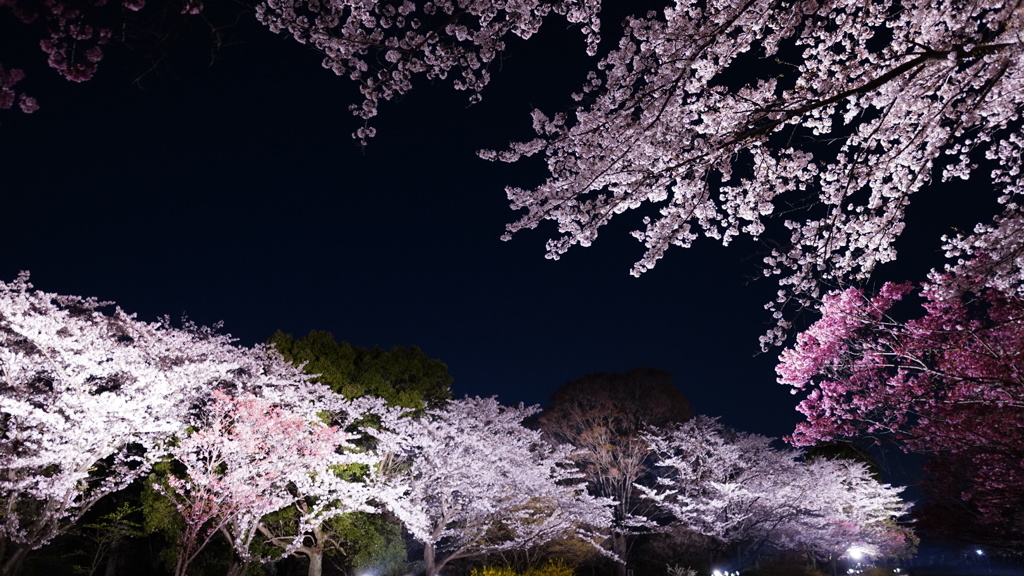 昭和記念公園の夜桜、ライトアップ