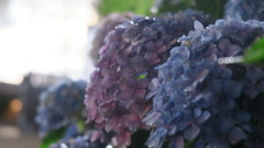 獨協大学内の紫陽花 