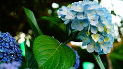 紫陽花、白山公園付近にて