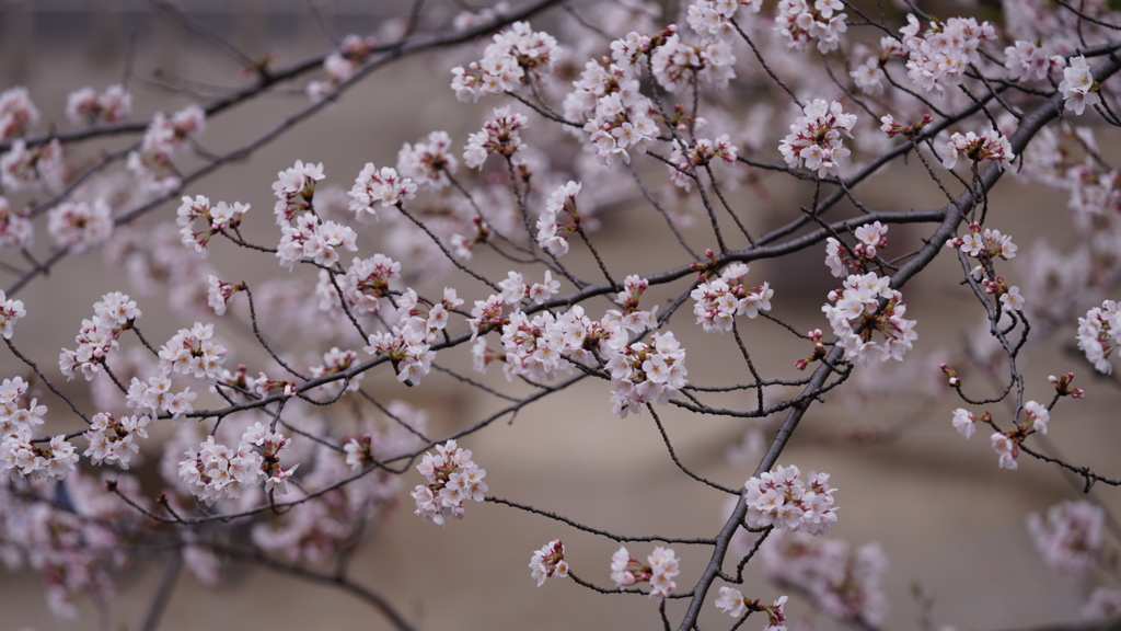 都内自宅マンションからの桜