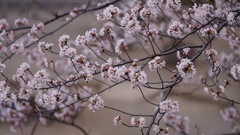 都内自宅マンションからの桜