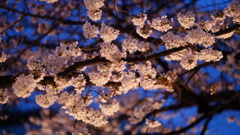 清澄公園付近の桜、ライトアップ