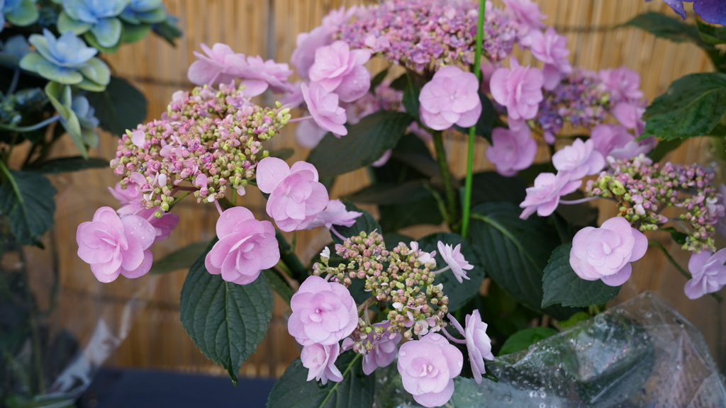 希望の花