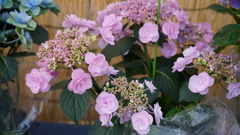 希望の花