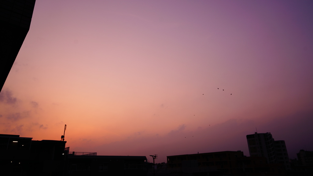 自宅マンションからの夕陽と小鳥