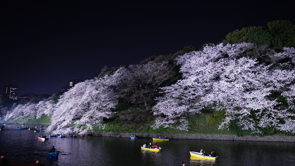 千鳥ヶ淵公園の夜桜