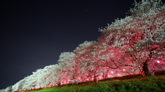 幸手市権現堂内の夜桜
