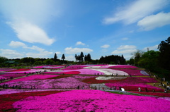 羊山公園の芝桜