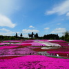 羊山公園の芝桜