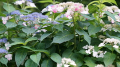 白とピンク等の紫陽花