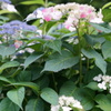 白とピンク等の紫陽花