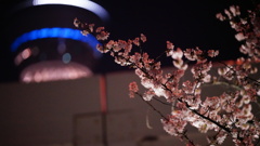 隅田公園夜桜とスカイツリーコラボ