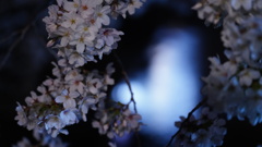 目黒川夜桜、ハートの水面反射おすそ分け