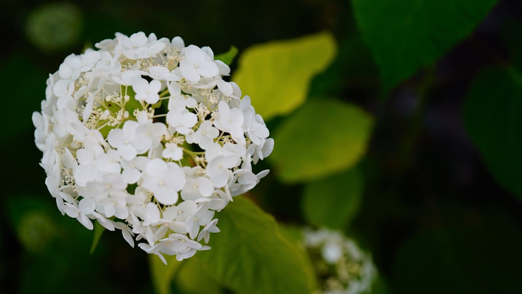 東京スカイツリー付近の紫陽花