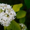 東京スカイツリー付近の紫陽花