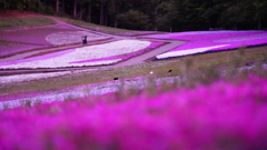 羊山公園の芝桜/マジックアワー