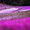 羊山公園の芝桜/マジックアワー