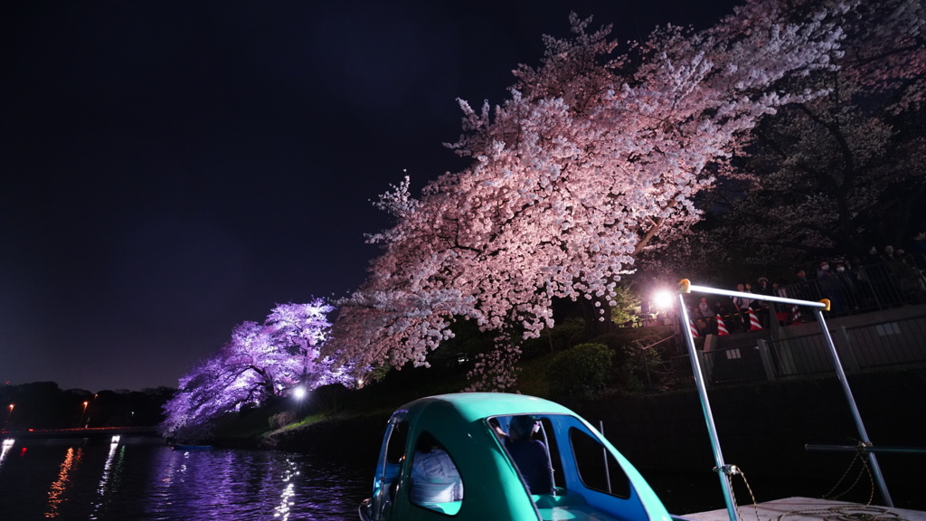 千鳥ヶ淵公園の夜桜/ボート初乗り