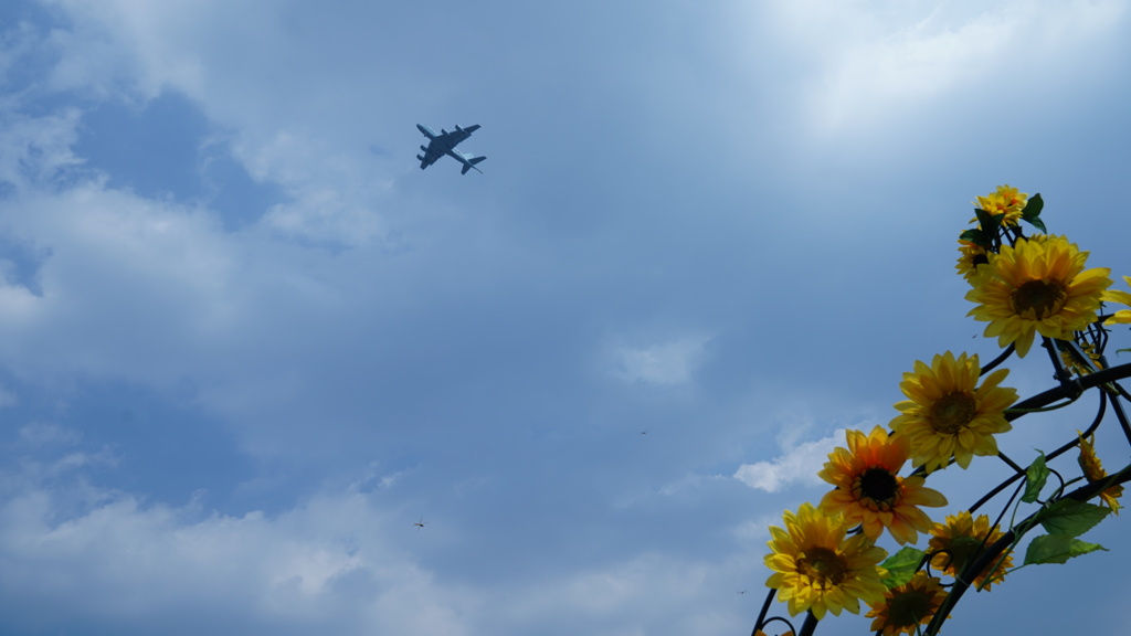 飛行機とトンボ(?)が出迎え？
