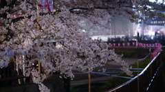 目黒川夜桜