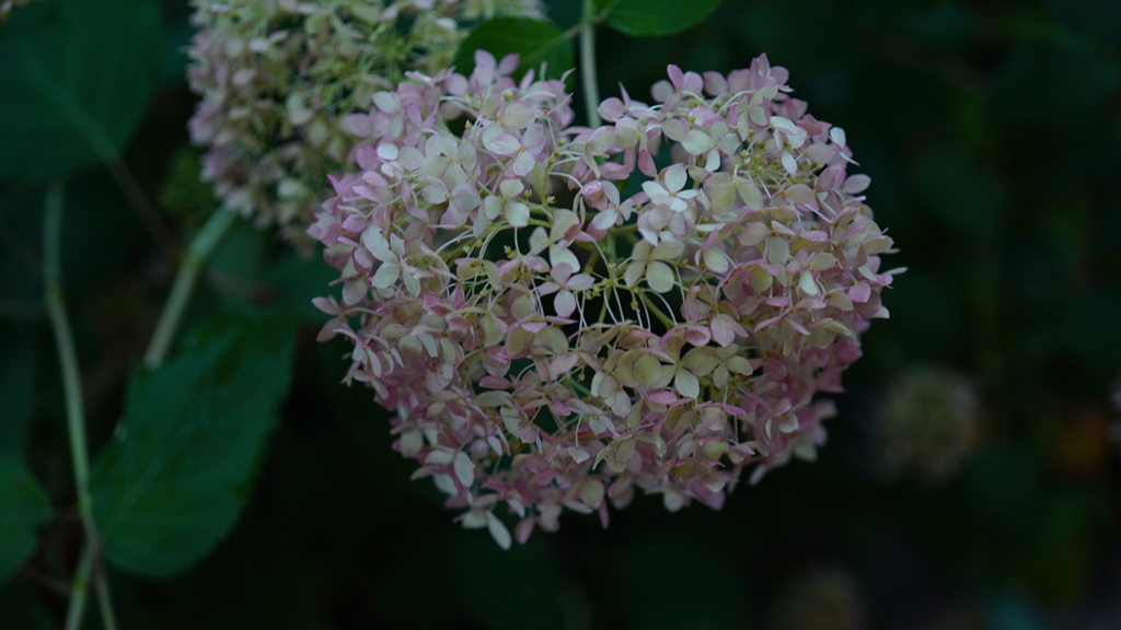 ハート型に見えた、紫陽花