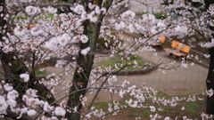 都内自宅マンションからの桜